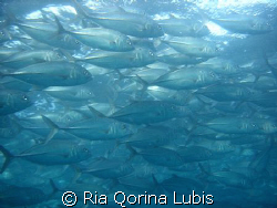 A School of Jackfish, USS Liberty Shipwreck, Tulamben, Ba... by Ria Qorina Lubis 